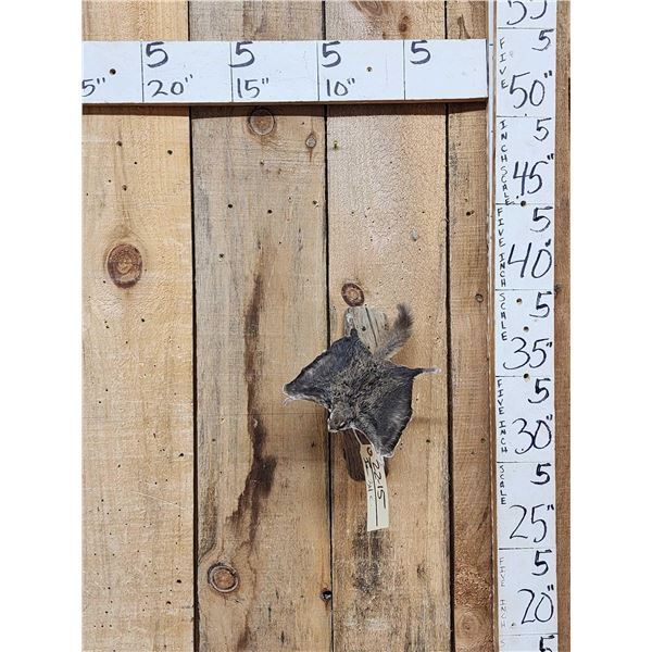 Flying Squirrel Full Body Taxidermy Mount