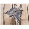 Image 2 : Flying Squirrel Full Body Taxidermy Mount
