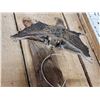 Image 3 : Flying Squirrel Full Body Taxidermy Mount