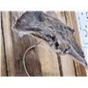 Image 4 : Flying Squirrel Full Body Taxidermy Mount