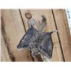 Image 5 : Flying Squirrel Full Body Taxidermy Mount