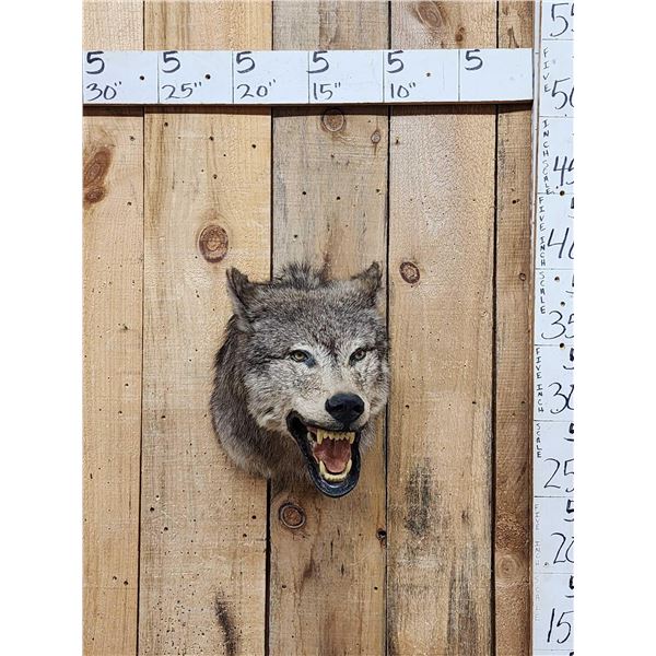 Canadian Wolf Shoulder Mount Taxidermy