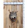 Image 1 : Canadian Wolf Shoulder Mount Taxidermy