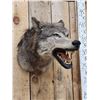Image 2 : Canadian Wolf Shoulder Mount Taxidermy
