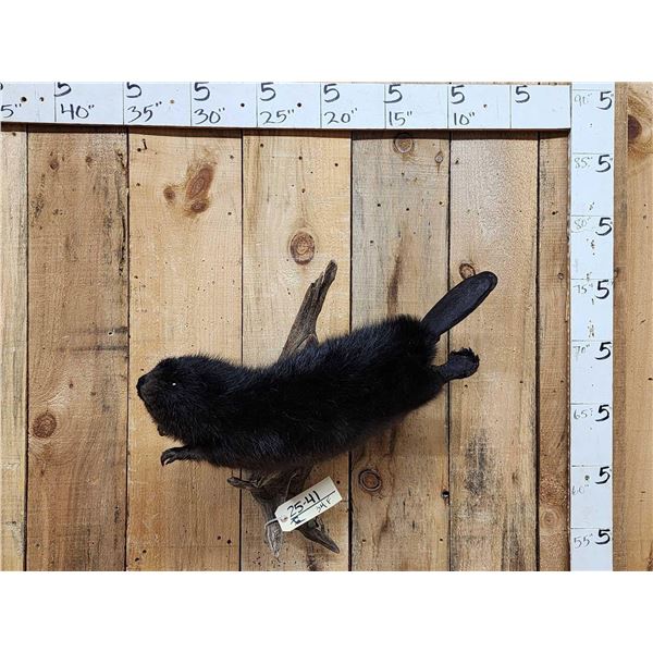 Juvenile Black Beaver Full Body Taxidermy Mount