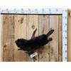 Image 1 : Juvenile Black Beaver Full Body Taxidermy Mount