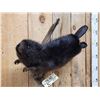 Image 2 : Juvenile Black Beaver Full Body Taxidermy Mount