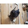 Image 3 : Juvenile Black Beaver Full Body Taxidermy Mount