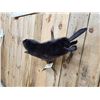 Image 4 : Juvenile Black Beaver Full Body Taxidermy Mount