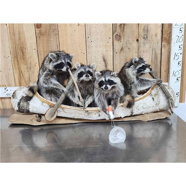 Family Of Raccoons Fishing In A Birch Bark Canoe Taxidermy
