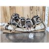 Image 1 : Family Of Raccoons Fishing In A Birch Bark Canoe Taxidermy