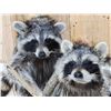 Image 3 : Family Of Raccoons Fishing In A Birch Bark Canoe Taxidermy