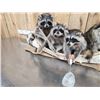 Image 4 : Family Of Raccoons Fishing In A Birch Bark Canoe Taxidermy