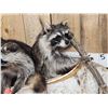 Image 5 : Family Of Raccoons Fishing In A Birch Bark Canoe Taxidermy