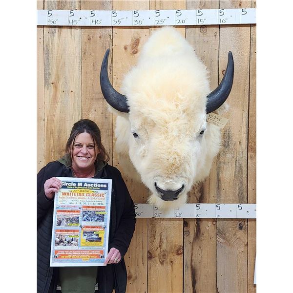 White American Bison Buffalo Shoulder Mount Taxidermy