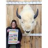 Image 1 : White American Bison Buffalo Shoulder Mount Taxidermy