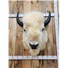Image 2 : White American Bison Buffalo Shoulder Mount Taxidermy