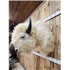 Image 3 : White American Bison Buffalo Shoulder Mount Taxidermy