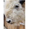 Image 4 : White American Bison Buffalo Shoulder Mount Taxidermy