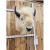 Image 5 : White American Bison Buffalo Shoulder Mount Taxidermy