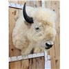 Image 6 : White American Bison Buffalo Shoulder Mount Taxidermy