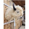 Image 7 : White American Bison Buffalo Shoulder Mount Taxidermy