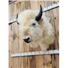 Image 8 : White American Bison Buffalo Shoulder Mount Taxidermy