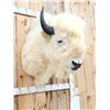 Image 9 : White American Bison Buffalo Shoulder Mount Taxidermy