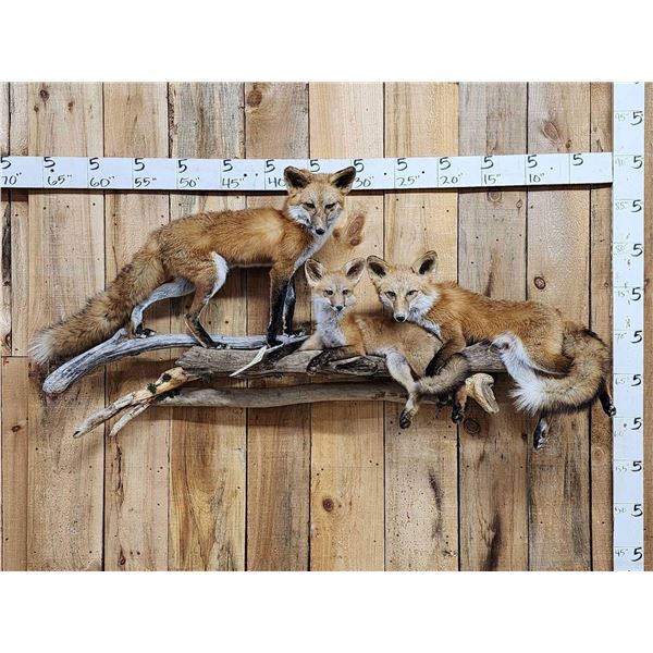 Family Of Red Fox Full Body Taxidermy Mount