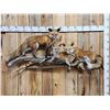 Image 1 : Family Of Red Fox Full Body Taxidermy Mount