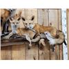 Image 2 : Family Of Red Fox Full Body Taxidermy Mount