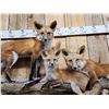 Image 3 : Family Of Red Fox Full Body Taxidermy Mount