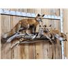 Image 4 : Family Of Red Fox Full Body Taxidermy Mount