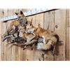 Image 5 : Family Of Red Fox Full Body Taxidermy Mount