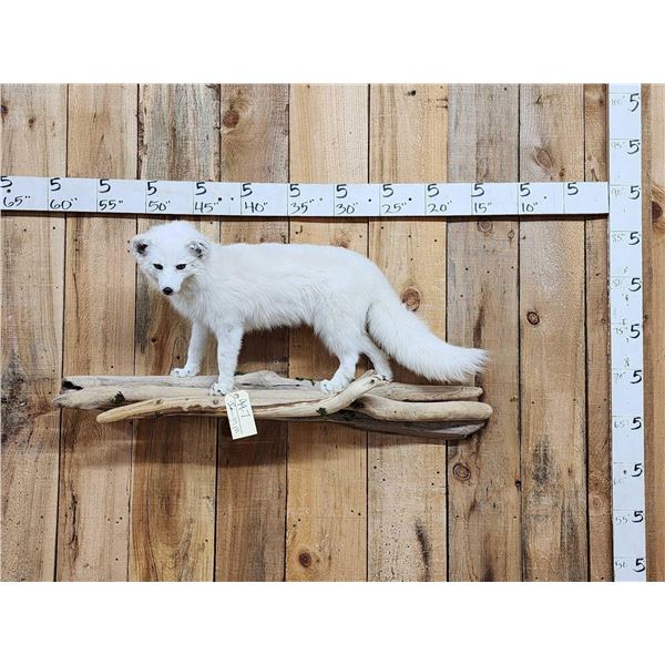 Beautiful Arctic Ranch Fox Full Body Taxidermy Mount