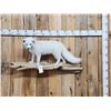 Image 1 : Beautiful Arctic Ranch Fox Full Body Taxidermy Mount