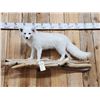 Image 2 : Beautiful Arctic Ranch Fox Full Body Taxidermy Mount