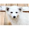 Image 3 : Beautiful Arctic Ranch Fox Full Body Taxidermy Mount