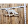Image 5 : Beautiful Arctic Ranch Fox Full Body Taxidermy Mount