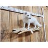 Image 6 : Beautiful Arctic Ranch Fox Full Body Taxidermy Mount