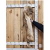 Image 2 : Coyote Fur Mountain Man Hat