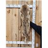 Image 3 : Coyote Fur Mountain Man Hat