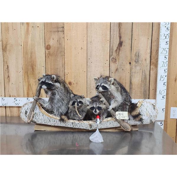 Family Of Raccoons Fishing In A Birch Bark Canoe Taxidermy