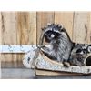 Image 2 : Family Of Raccoons Fishing In A Birch Bark Canoe Taxidermy