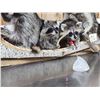 Image 3 : Family Of Raccoons Fishing In A Birch Bark Canoe Taxidermy