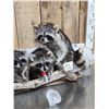 Image 5 : Family Of Raccoons Fishing In A Birch Bark Canoe Taxidermy