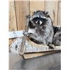 Image 6 : Family Of Raccoons Fishing In A Birch Bark Canoe Taxidermy