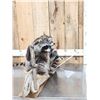 Image 8 : Family Of Raccoons Fishing In A Birch Bark Canoe Taxidermy