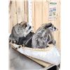 Image 9 : Family Of Raccoons Fishing In A Birch Bark Canoe Taxidermy