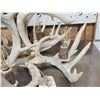Image 2 : Brand New 4 Light Whitetail Antler Chandelier